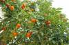 Продам мандариновый сельхоз-бизнес в Абхазии