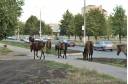 Вот так просто лошади гуляют по улицам нашего города